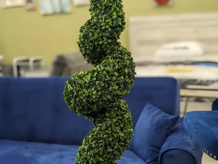 Spiral Topiary Plant
