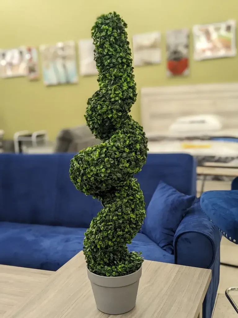 Spiral Topiary Plant